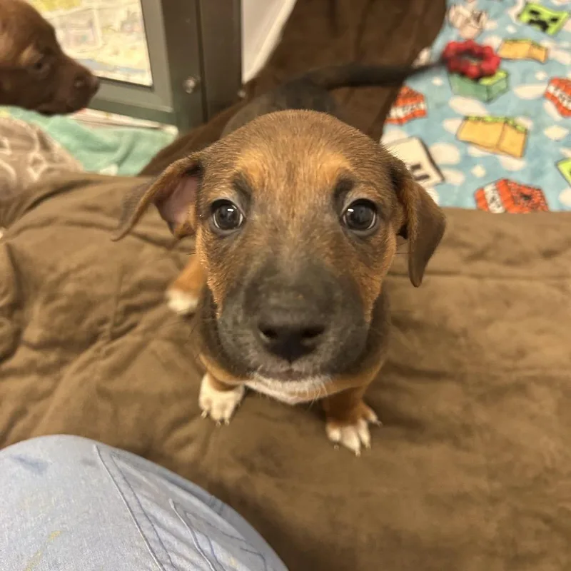 A young small-sized male Brown / Chocolate Hound dog named Green Bean Casserole for adoption in Wheeling, IL