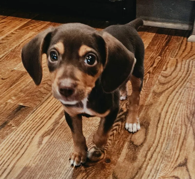 Puppy Ganache