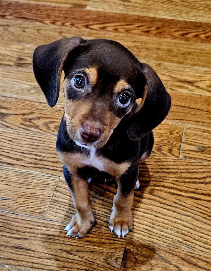 Puppy Ganache thumbnail 2