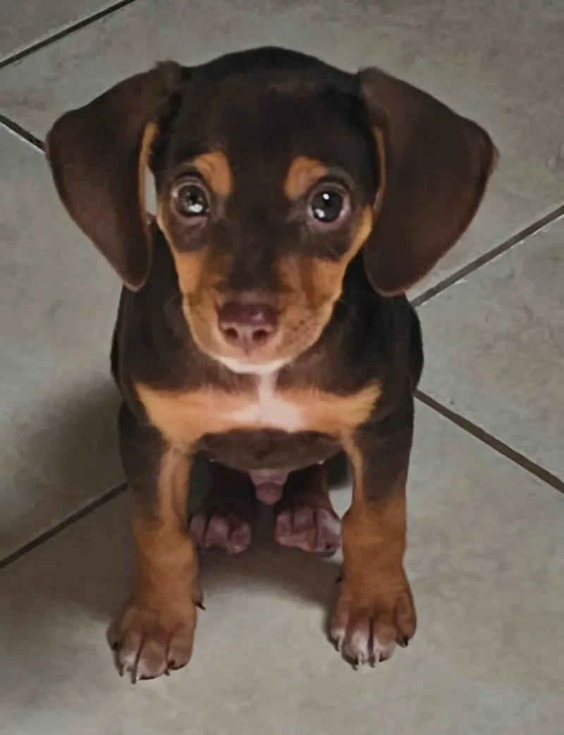 Puppy Ganache thumbnail 3