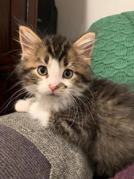A baby small-sized male Domestic Short Hair cat named Kareem for adoption in Anoka, MN