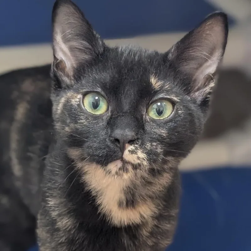 Mocha
