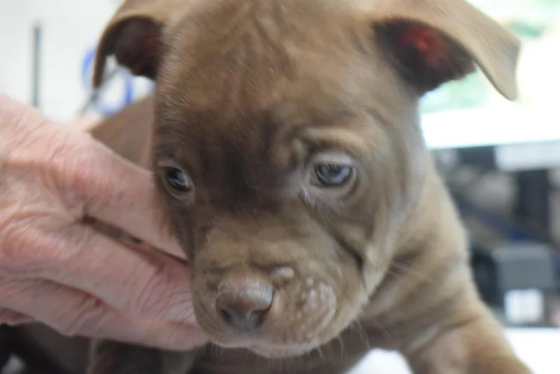 A baby medium-sized female American Bulldog dog named Gem for adoption in Pahrump, NV
