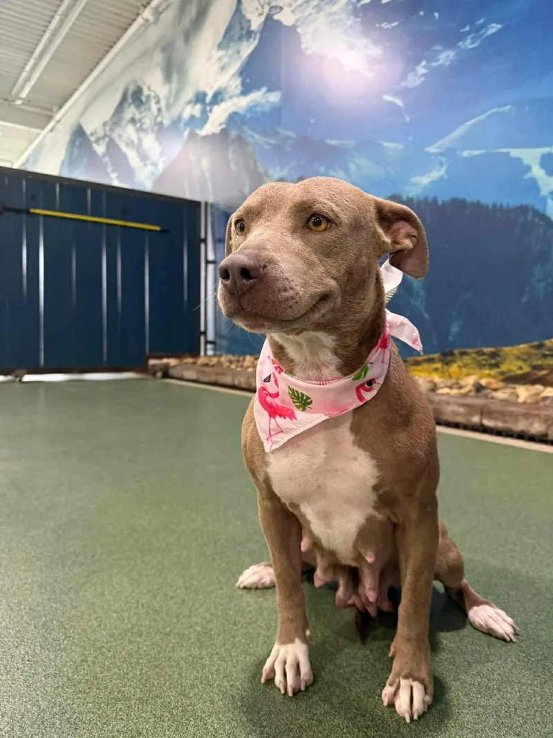 An adult medium-sized female American Staffordshire Terrier dog named Minnie for adoption in Seward, NE