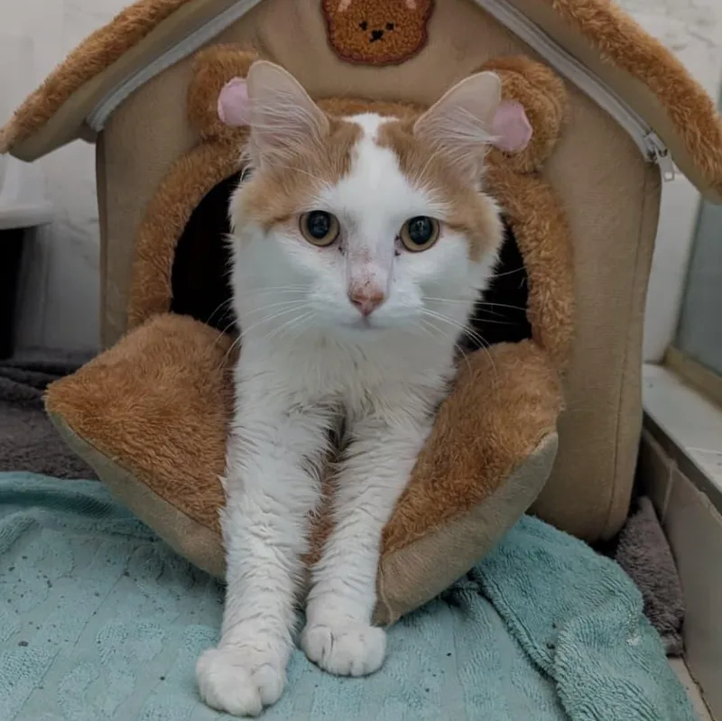 A young medium-sized male Domestic Long Hair cat named Maestro for adoption in New York, NY