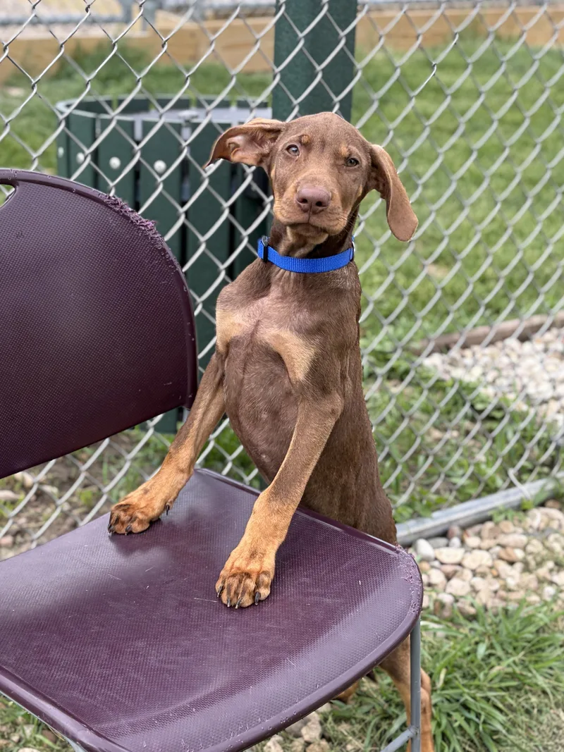 A baby medium-sized male Labrador Retriever dog named Enzo for adoption in Jefferson, WI