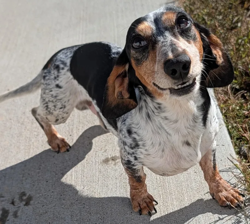 An adult small-sized male Black Dachshund dog named Artie in TN for adoption in Shelbyville, TN
