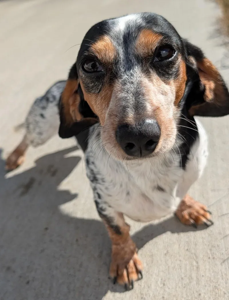 Artie in TN thumbnail 4