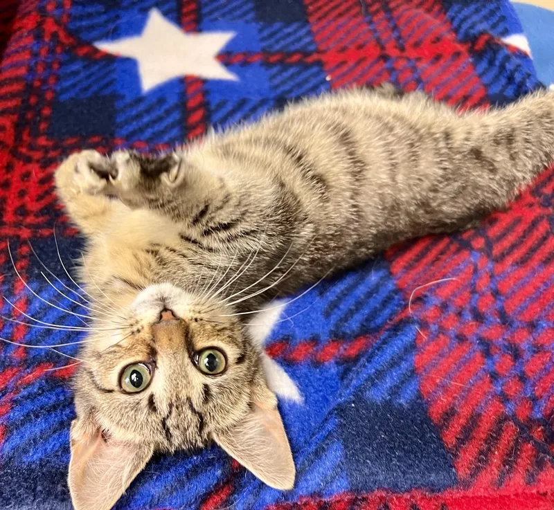 A young small-sized female Tabby (Brown / Chocolate) Domestic Short Hair cat named Maple Mae for adoption in Edinburg, VA