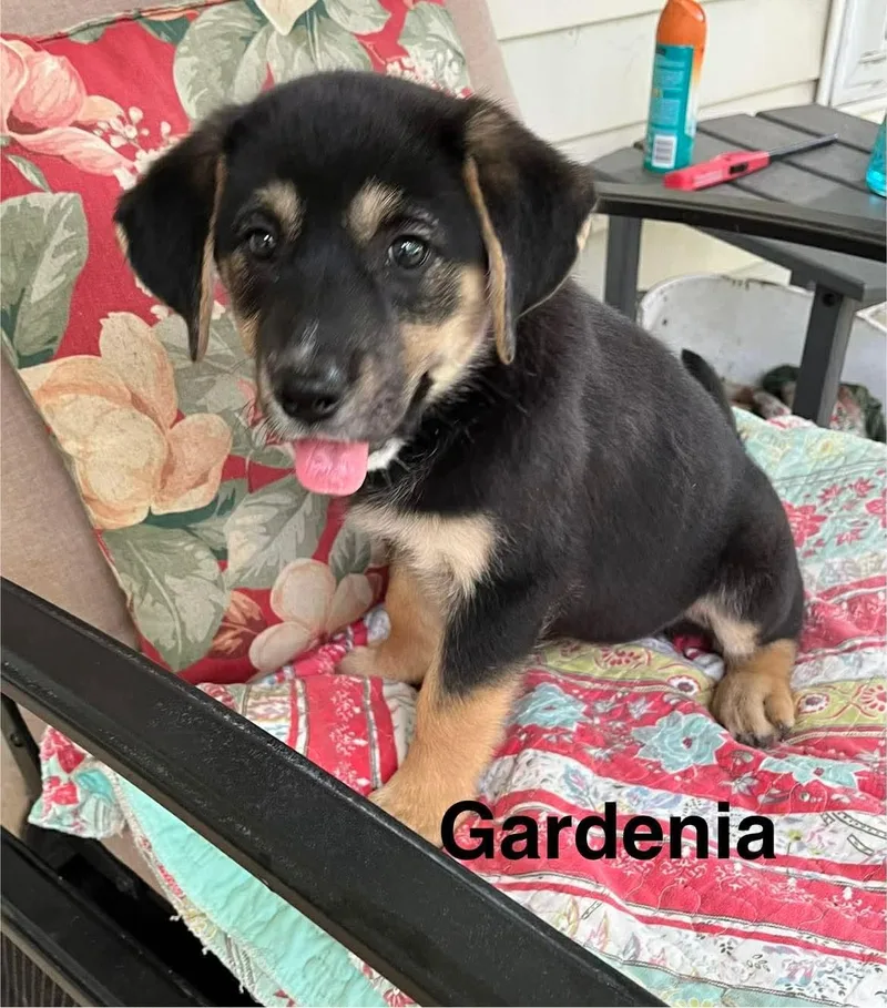 Gardenia thumbnail 2