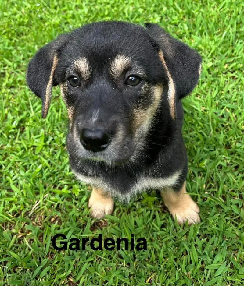 Gardenia thumbnail 3