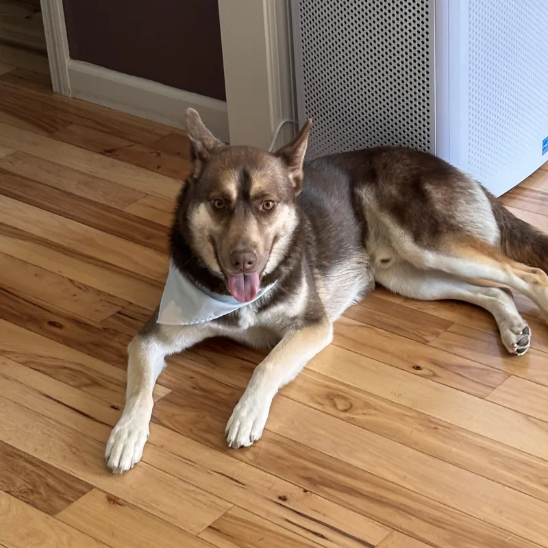 A young medium-sized male Husky dog named Ben for adoption in oriskany, NY