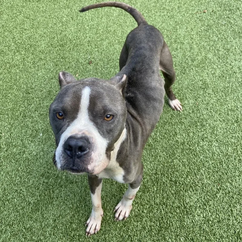 An adult medium-sized male Pit Bull Terrier dog named Nino for adoption in Greensboro, NC