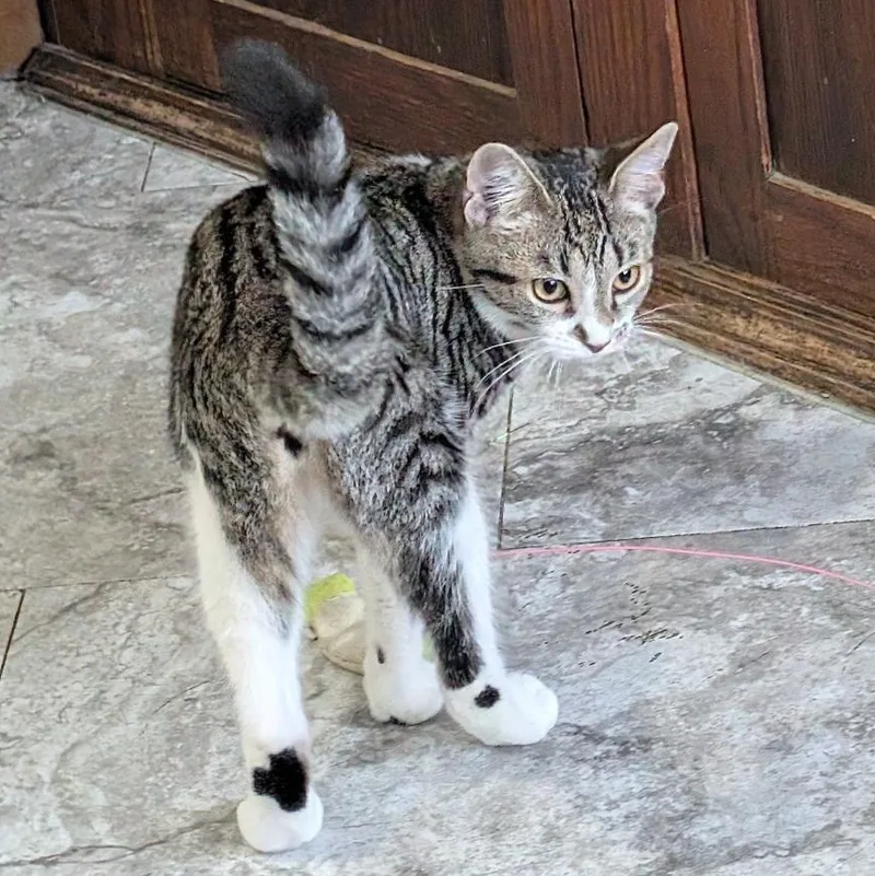 A baby small-sized female Tabby (Brown / Chocolate) Domestic Short Hair cat named Pretzel for adoption in Reisterstown, MD