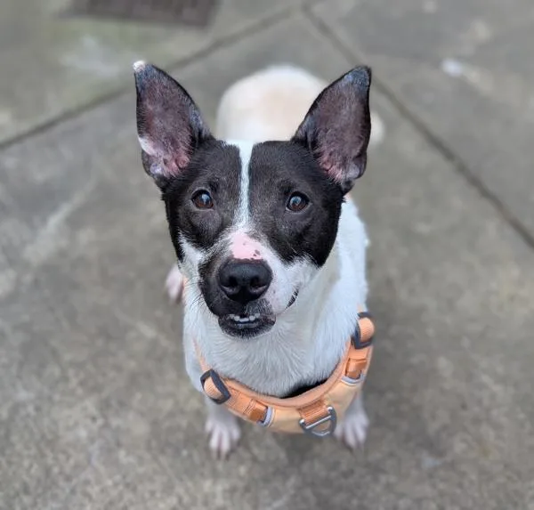 Periwinkle thumbnail 2