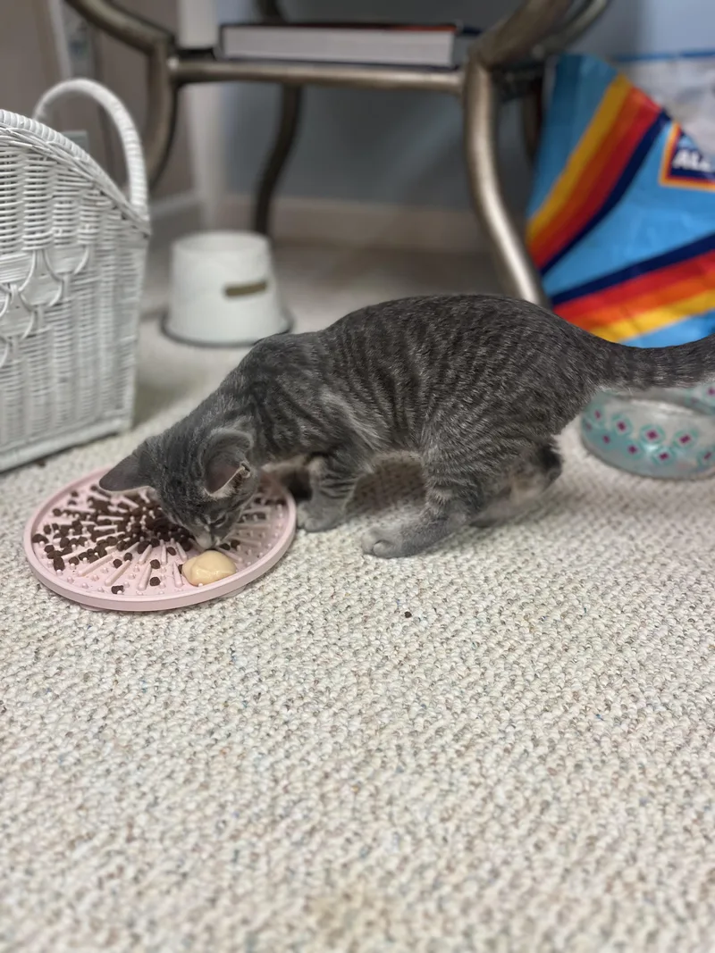 A baby small-sized female Tabby (Gray / Blue / Silver) Domestic Short Hair cat named Dolly for adoption in Indianapolis, IN