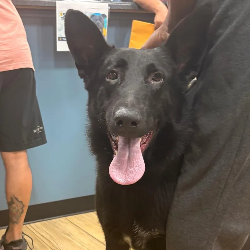 An adult large-sized male Black German Shepherd Dog dog named Prince for adoption in Newark, NJ