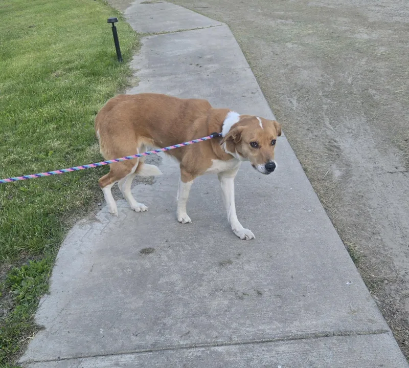 An adult large-sized female Australian Shepherd dog named Sandy for adoption in Cattaraugus, NY