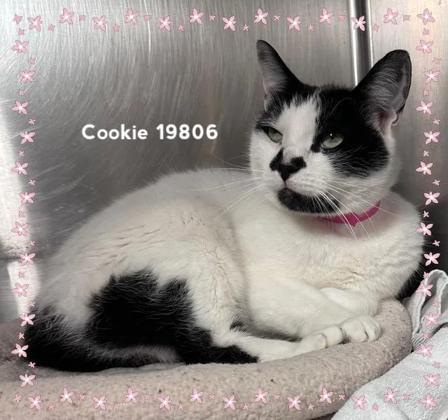 A young medium-sized female Black & White / Tuxedo Domestic Short Hair cat named Cookie for adoption in Marietta, GA