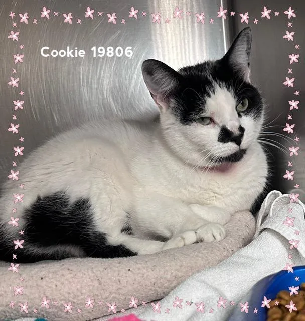 Cookie thumbnail 2