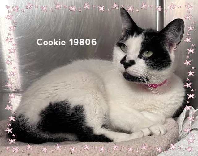 Cookie thumbnail 3