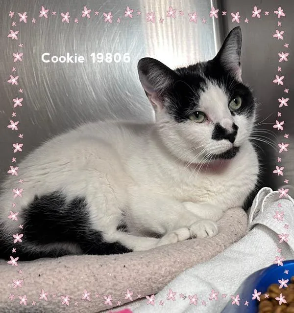 Cookie thumbnail 4