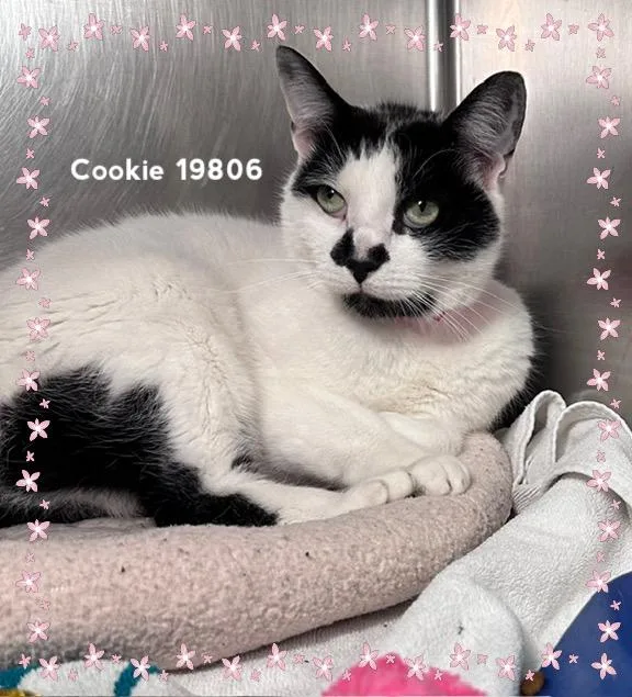 Cookie thumbnail 5