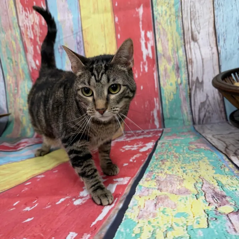 An adult medium-sized female Black Domestic Short Hair cat named Cleo for adoption in Walnut Cove, NC