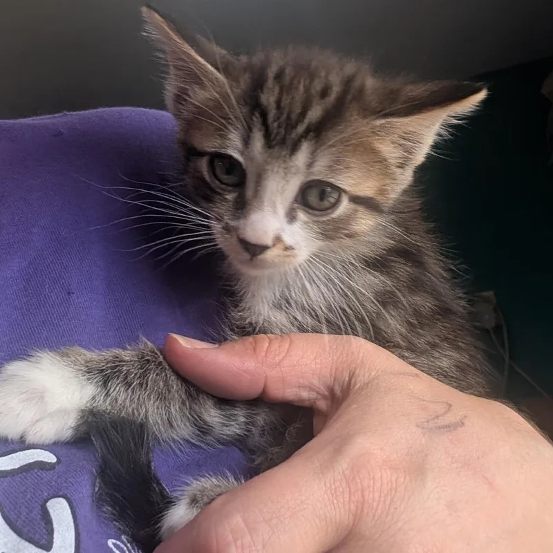 A baby small-sized female Brown / Chocolate Domestic Short Hair cat named Libby for adoption in Jefferson city, TN