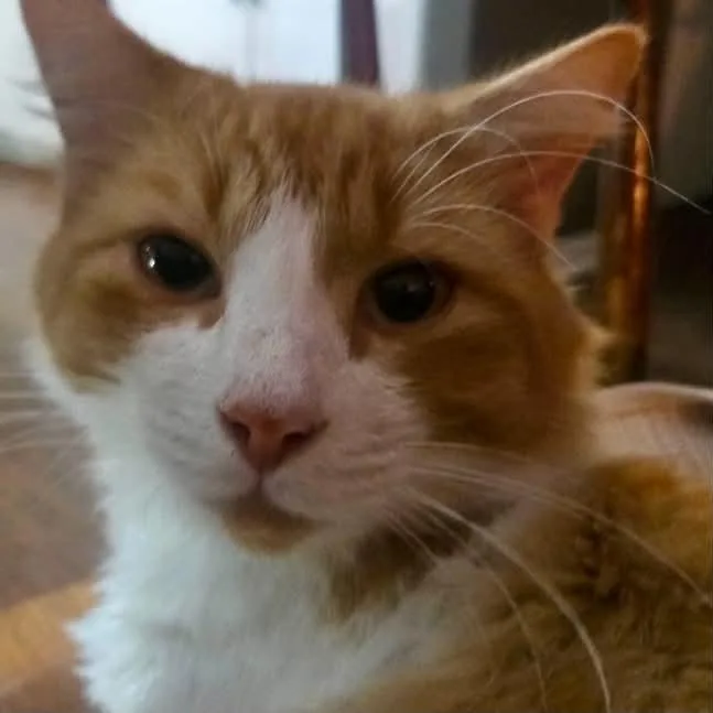 Biscuit