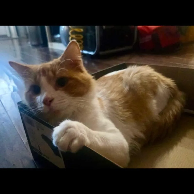 Biscuit thumbnail 2
