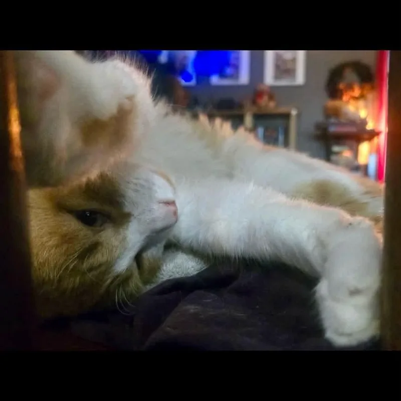Biscuit thumbnail 3