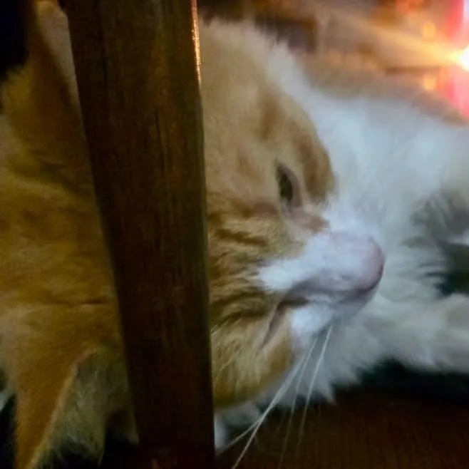 Biscuit thumbnail 4