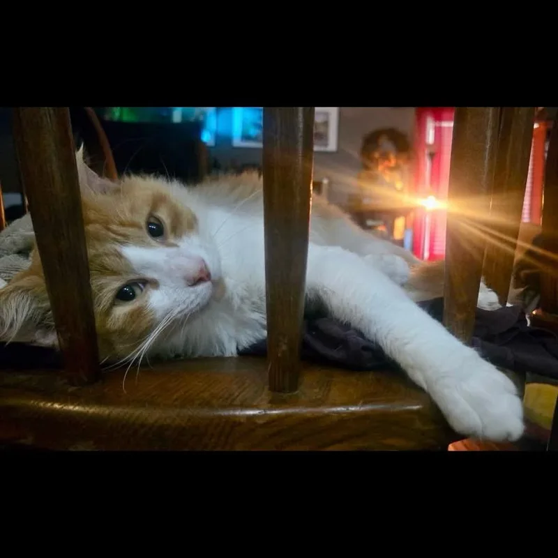 Biscuit thumbnail 5