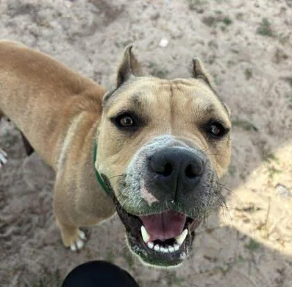 Dear Darla thumbnail 2