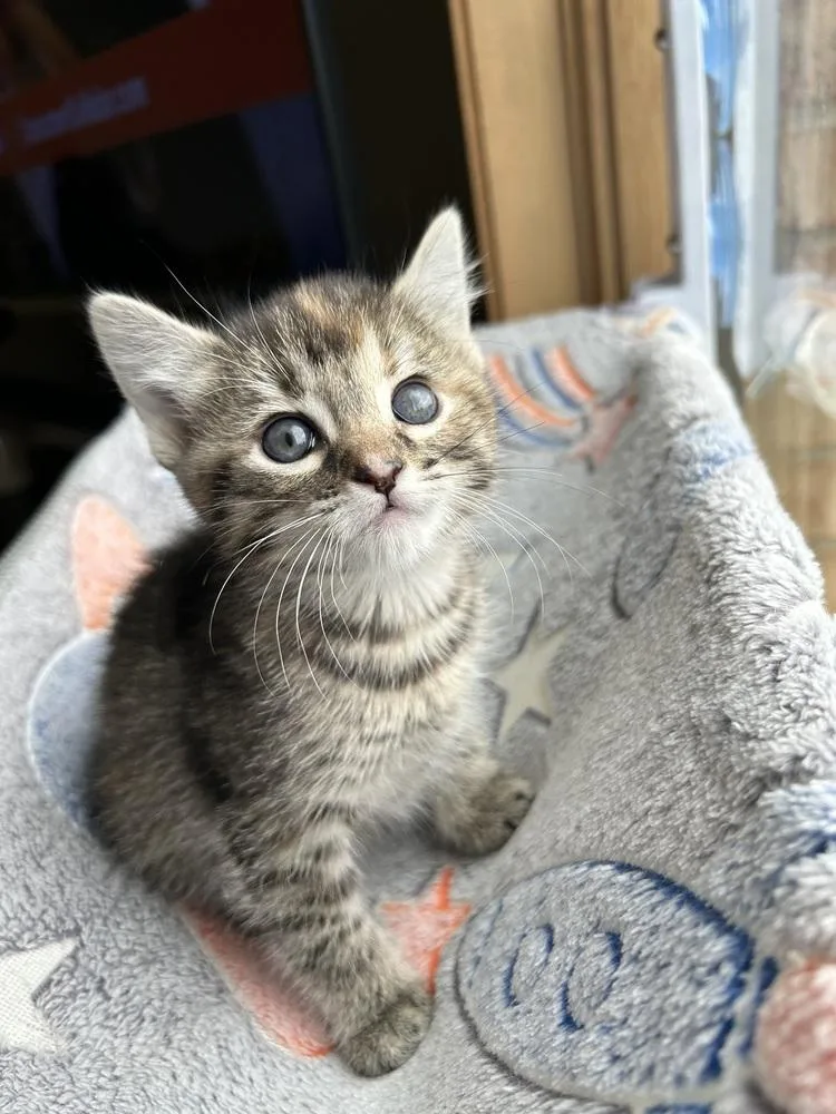 A baby medium-sized female Tabby (Brown / Chocolate) Domestic Short Hair cat named Winnie for adoption in Clinton Township, MI