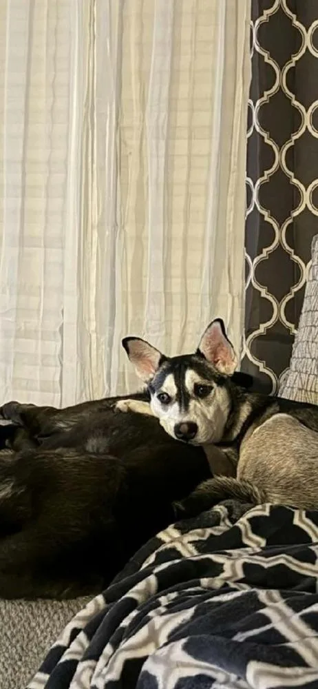 A young small-sized female Husky dog named Stormy for adoption in Bremen, OH