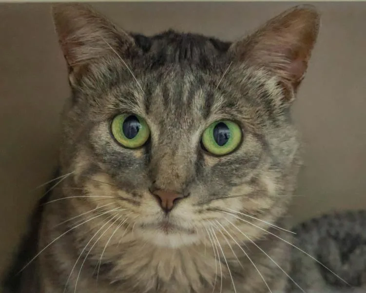 An adult small-sized male Domestic Short Hair cat named Sage for adoption in Loveland, CO