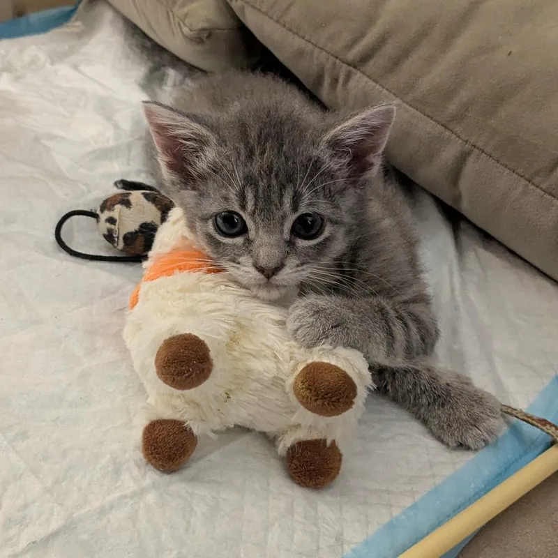 A baby small-sized female Gray / Blue / Silver Domestic Short Hair cat named Hibiscus for adoption in West Palm Beach, FL