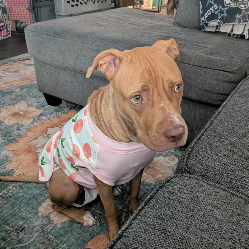 Cinnamon Sugar Donut thumbnail 2