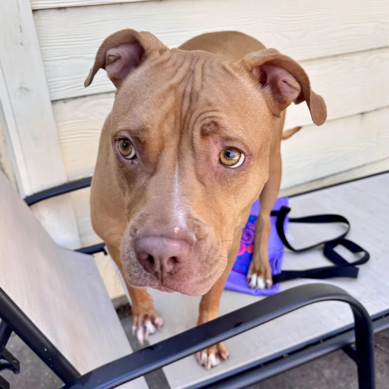 Cinnamon Sugar Donut thumbnail 3