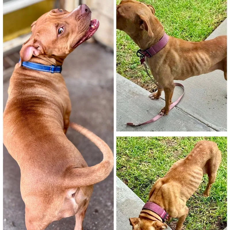 Cinnamon Sugar Donut thumbnail 5