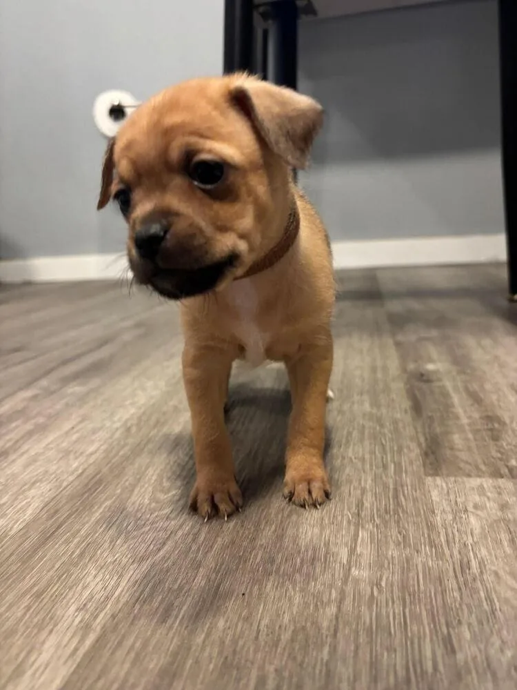 A baby small-sized male Mixed Breed dog named John Denver for adoption in Spokane, WA