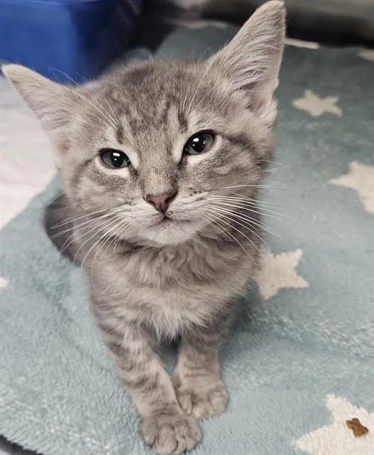 A baby small-sized male Domestic Short Hair cat named A for adoption in Wylie, TX