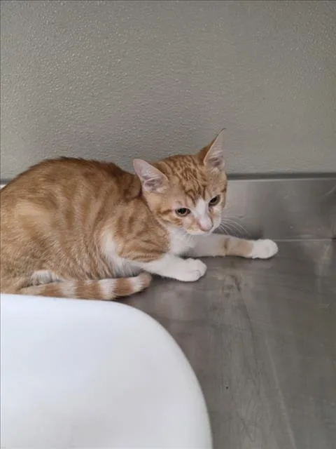 A baby small-sized male Domestic Short Hair cat named Winston for adoption in Tracy, CA