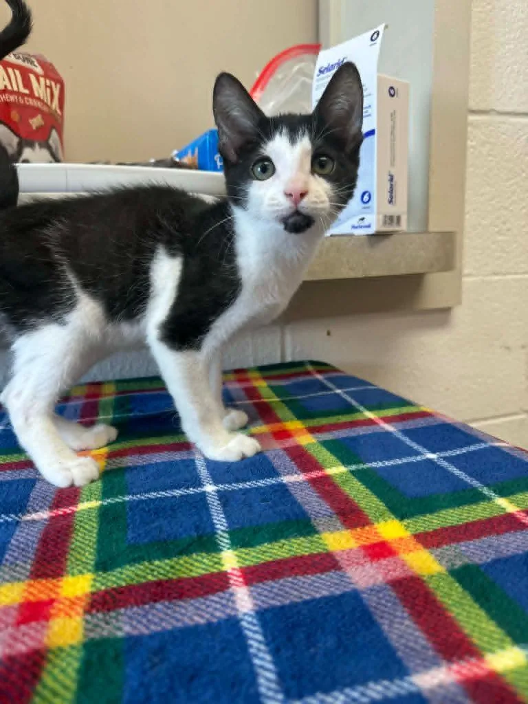 A baby medium-sized male Domestic Short Hair cat named Chocolate Fudge for adoption in Marion, OH