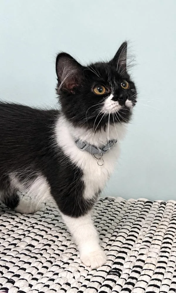 A baby small-sized female Black & White / Tuxedo Domestic Medium Hair cat named Cacao for adoption in Homer Glen, IL