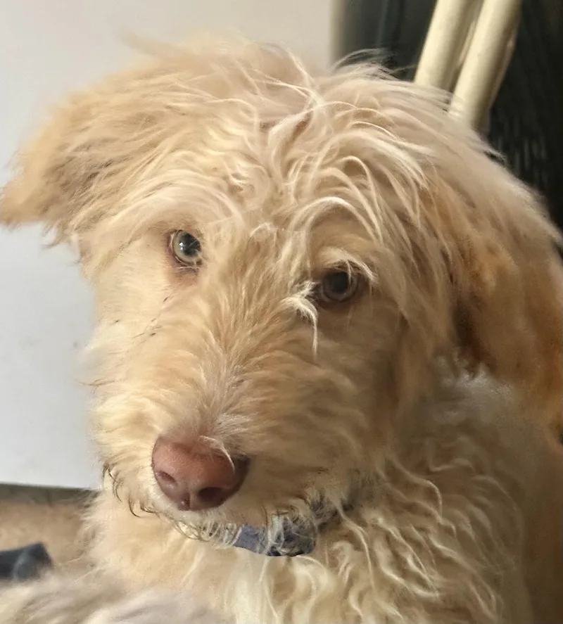 Hank thumbnail 5