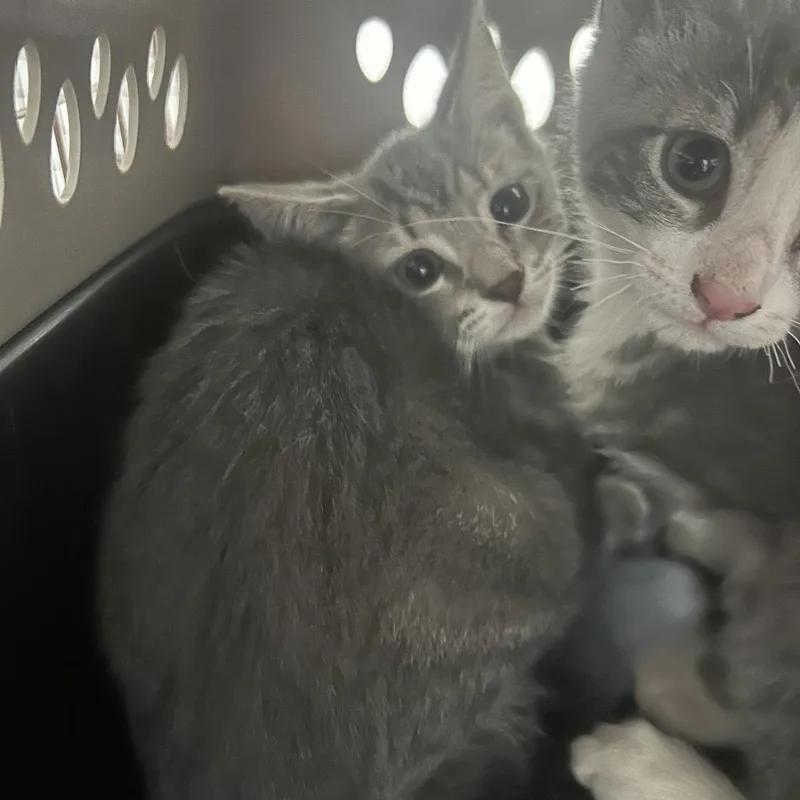 A baby small-sized female Gray / Blue / Silver Domestic Short Hair cat named Zelda for adoption in Philadelphia, PA