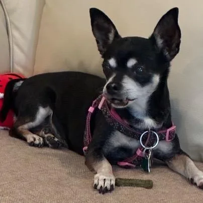 A senior small-sized female Black Miniature Pinscher dog named Minnie for adoption in Boca Raton, FL